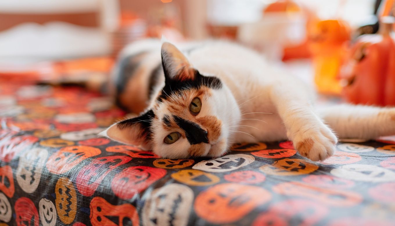 spooky mood photo contest hashtag cat
